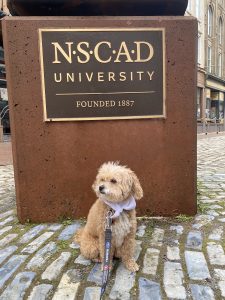 small white dog outside the NSCAD Fountain Campus