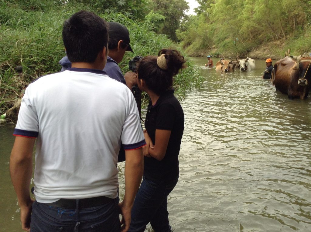 Two men and a woman filming two Indigenous men with oxen and carts in a slow moving riverr