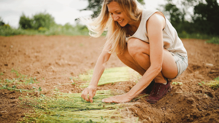 NSCAD Associate Professor Jennifer Green harvesting flax. Photo by Lola Brown.